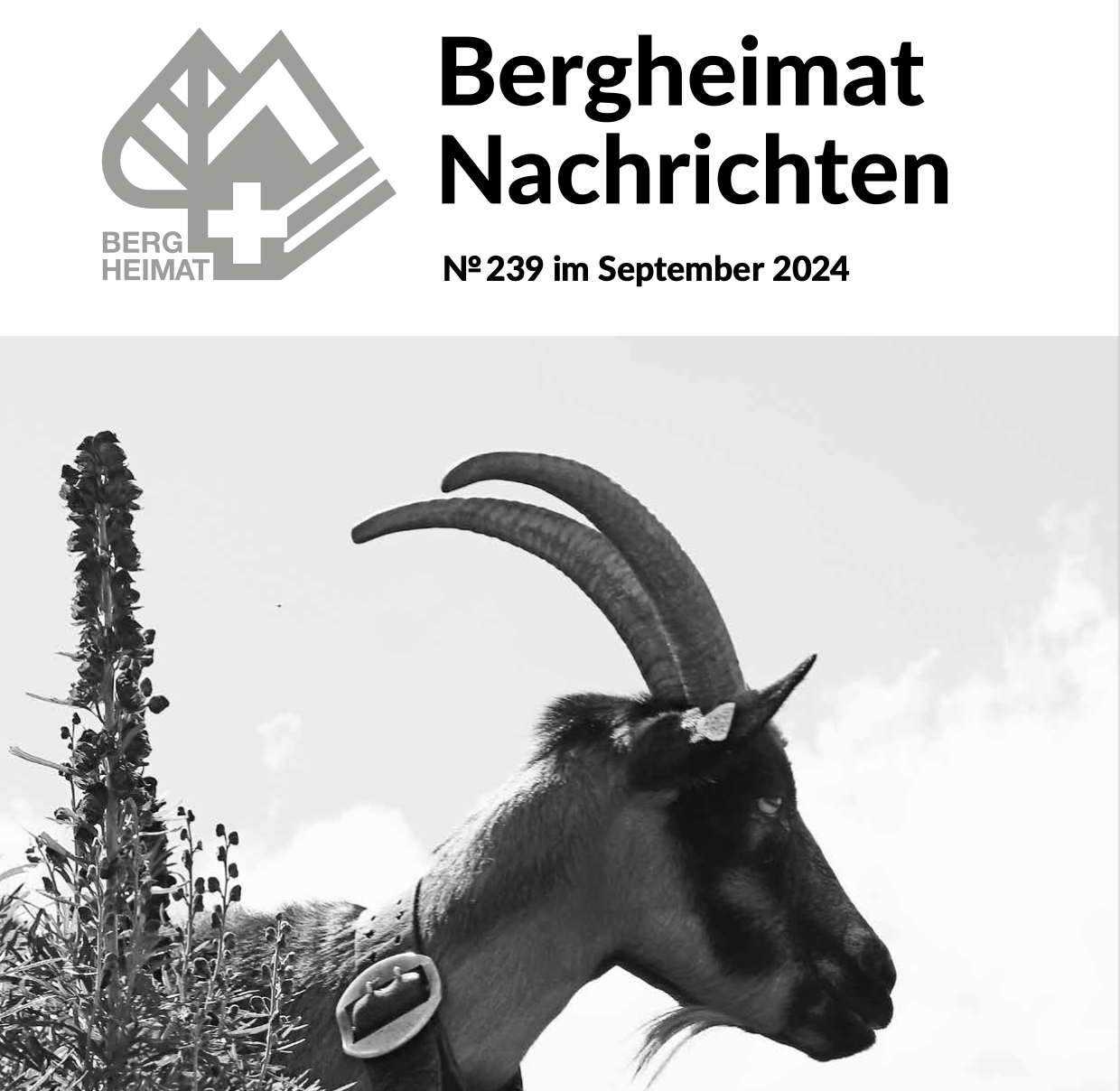 Die neuste Ausgabe der Bergheimat Nachrichten...